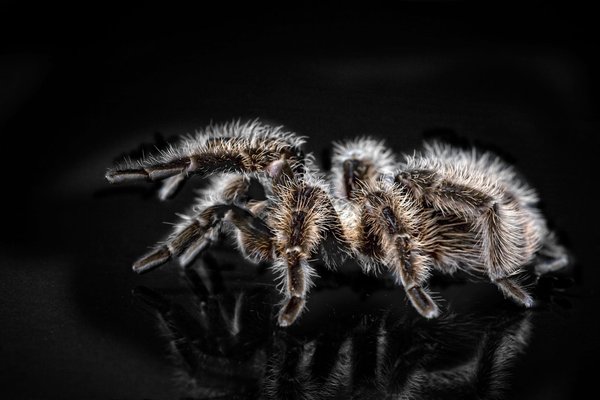How to safely handle a pet tarantula?