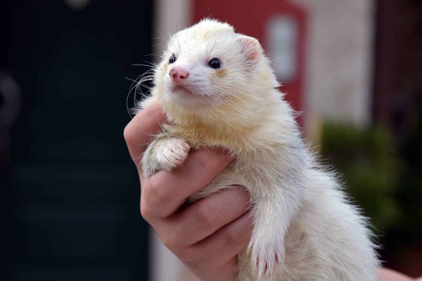 What are the specific care requirements for an albino ferret?